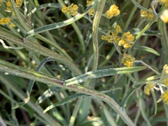 Helichrysum stenopterum