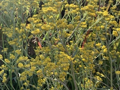 Helichrysum stenopterum