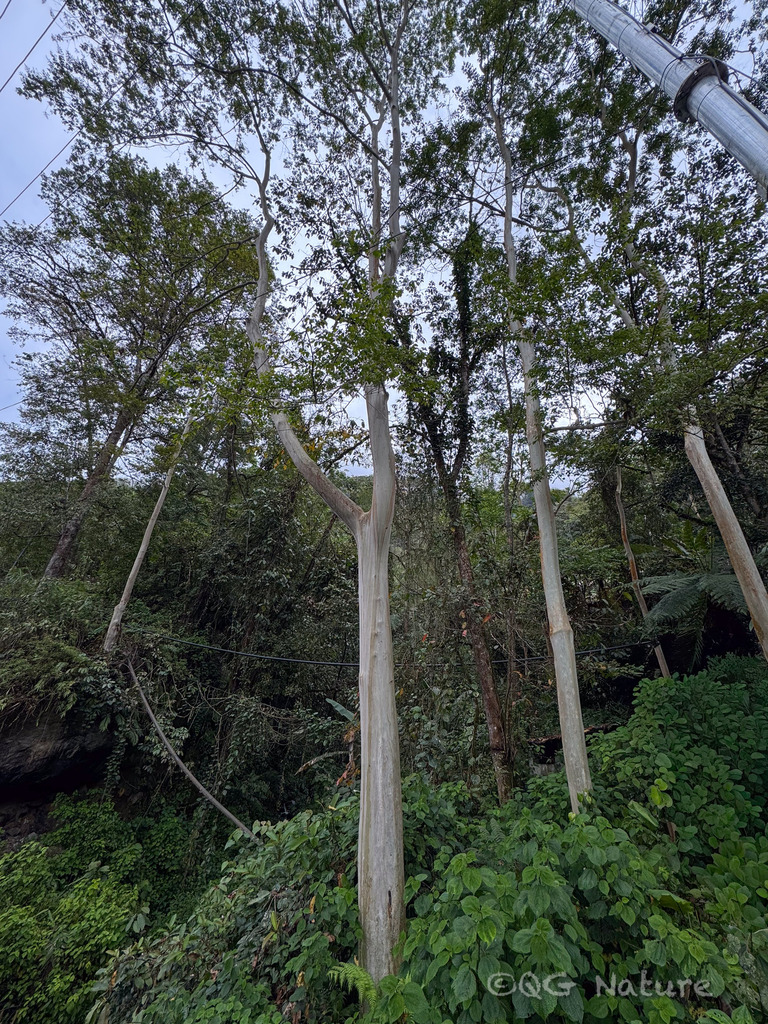 Lagerstroemia minuticarpa