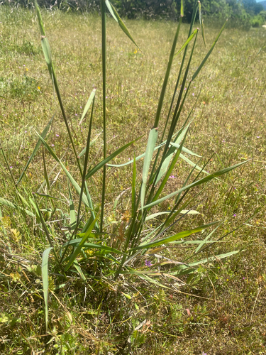 iNaturalist observation photo of slender wheat grass