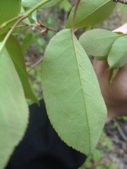 Amelanchier × neglecta