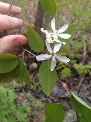 Amelanchier × neglecta