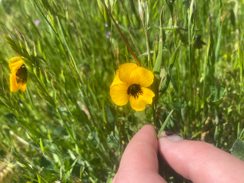 iNaturalist observation photo of California Golden Violet