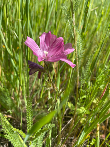 iNaturalist observation photo of checkerbloom