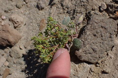 Chorizanthe corrugata