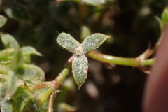Chorizanthe corrugata