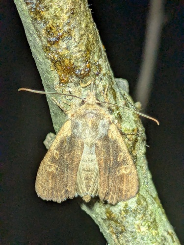 Buckeye Pinion