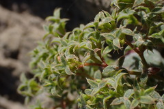 Chorizanthe corrugata