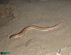 Ophiomorus maranjabensis