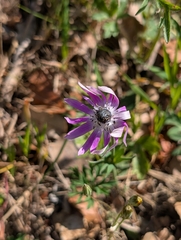 Anemone hortensis, photograph (c) Denis Bastianelli, some rights reserved (CC BY)
