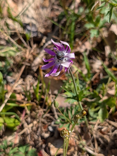 Anemone hortensis, photograph 4
