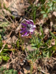 Anemone hortensis, photograph (c) Denis Bastianelli, some rights reserved (CC BY)