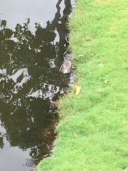 Nycticorax nycticorax