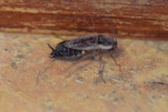 Parcoblatta pennsylvanica