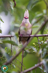 Urocolius macrourus