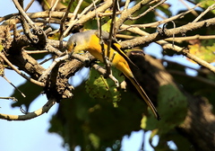 Pericrocotus ethologus