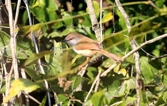 Prinia hodgsonii