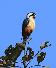 Microhierax caerulescens