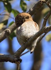 Glaucidium radiatum