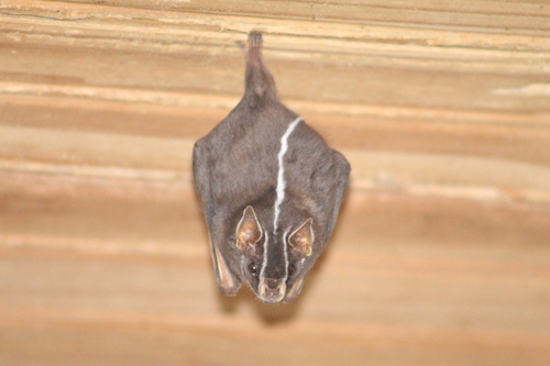 White-lined Broad-nosed Bat