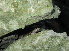 Concinnia brachysoma