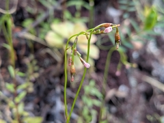 Wahlenbergia lobelioides