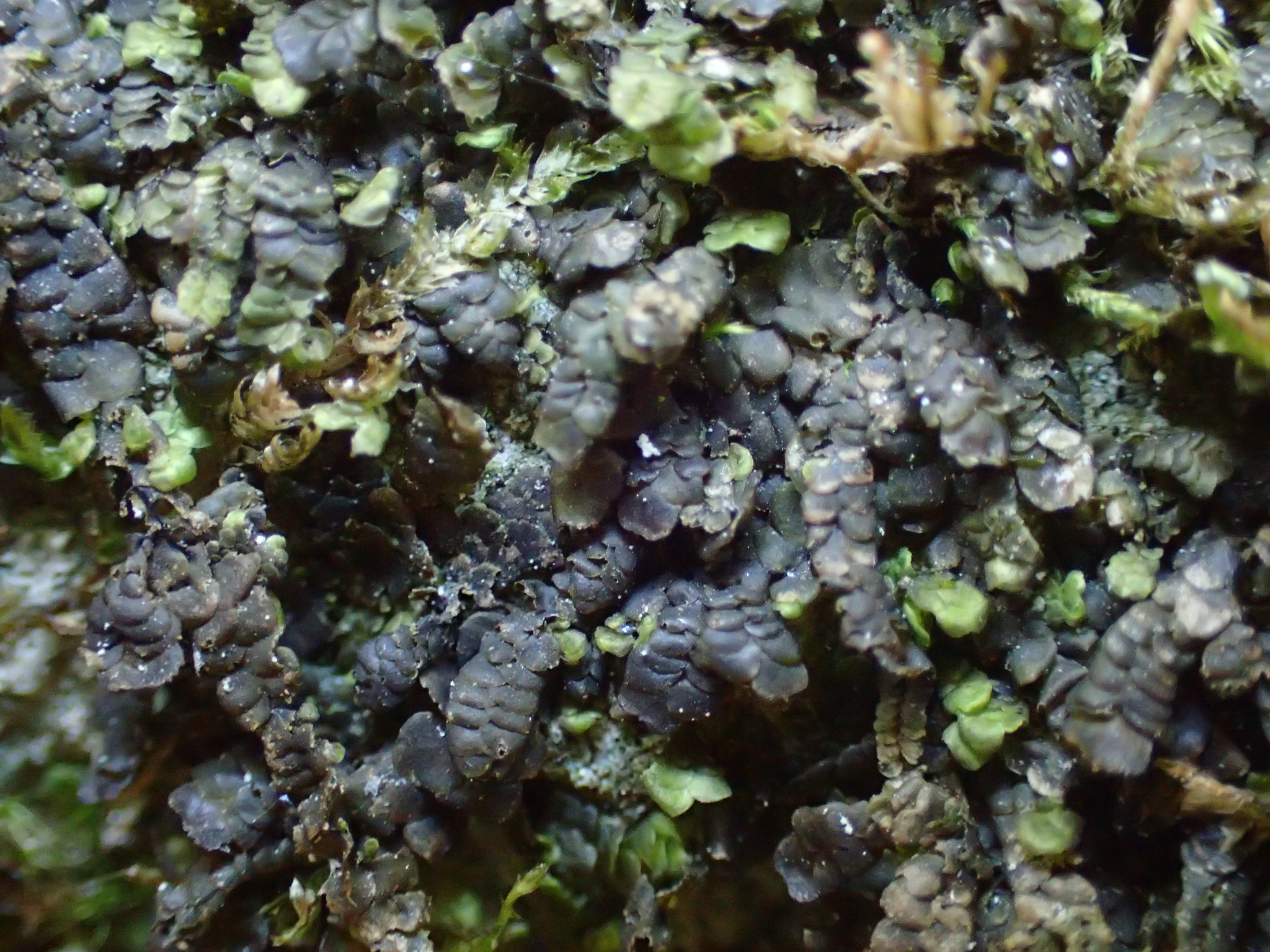 Marchesinia