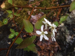 Amelanchier × neglecta