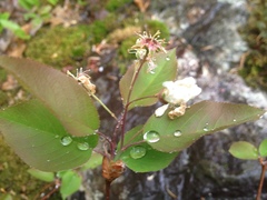 Amelanchier × neglecta