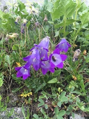 Campanula tridentata