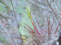 Tillandsia rodrigueziana