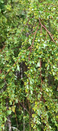 Flueggea tinctoria, photograph 3