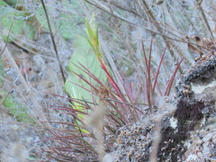 Tillandsia rodrigueziana