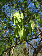 Senegalia macilenta