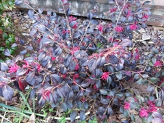 Loropetalum