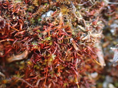 Aloina aloides