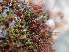 Aloina aloides