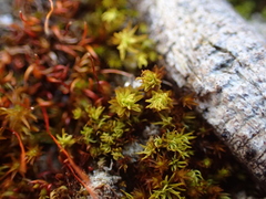 Trichostomum brachydontium