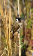 Pycnonotus leucogenys