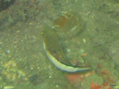 Canthigaster rostrata
