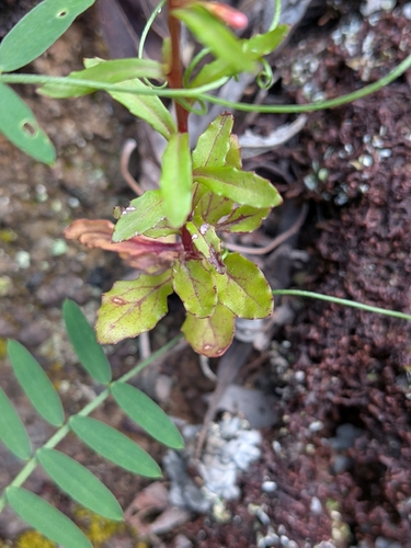 Wahlenbergia lobelioides, photograph 1