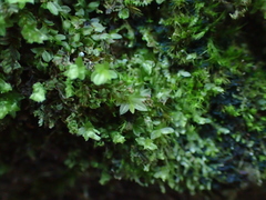Mnium stellare