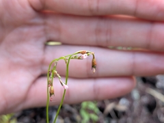 Wahlenbergia lobelioides, photograph (c) Borja Fierro, some rights reserved (CC BY)
