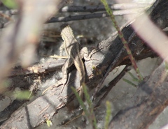 Sceloporus edbelli