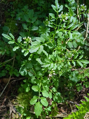 Cardamine oligosperma observed 2026-04-25