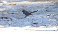 Rhipidura albicollis