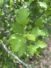 Crataegus viridis, photograph author not stated, no rights reserved
