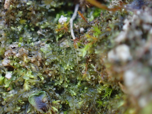 Image of Top Notchwort (Mesoptychia turbinata) by (c) George Greiff, some rights reserved (CC BY)