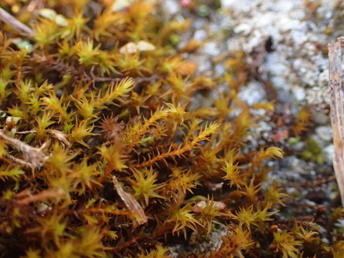 Image of Geheebia fallax by (c) George Greiff, some rights reserved (CC BY)