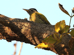 Picus xanthopygaeus
